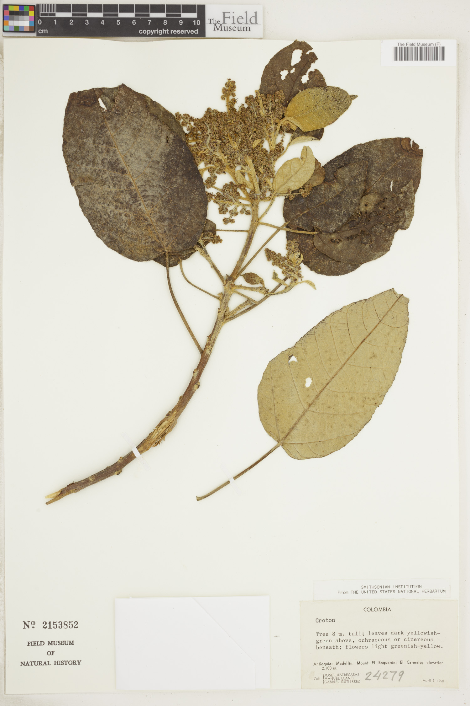 Croton polycarpus image