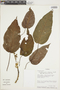 Croton polycarpus image