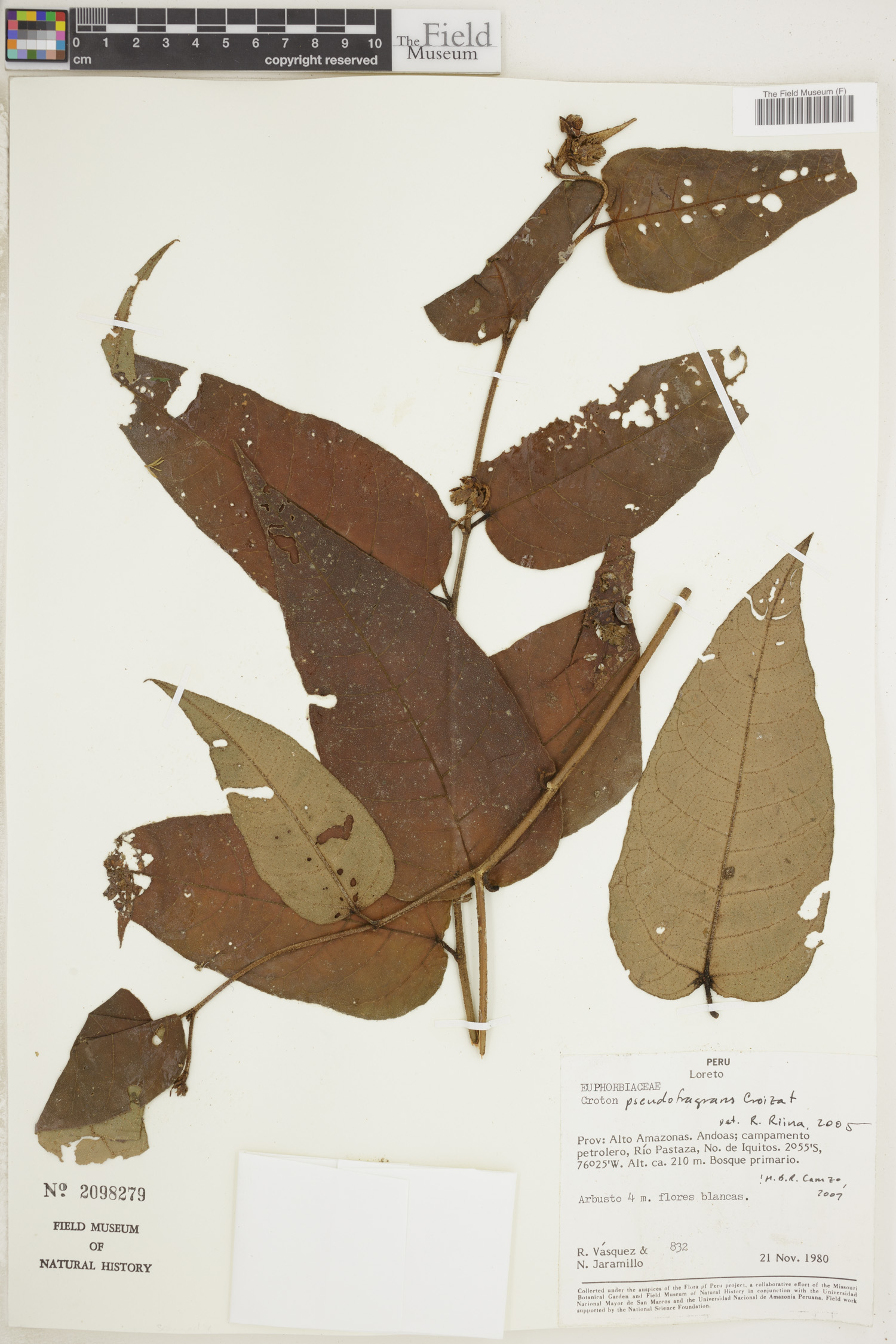 Croton pseudofragrans image