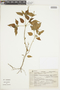Croton pulegiodorus image