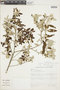 Croton puncticulatus image