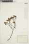 Croton pycnocephalus image