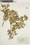Croton pycnanthus image