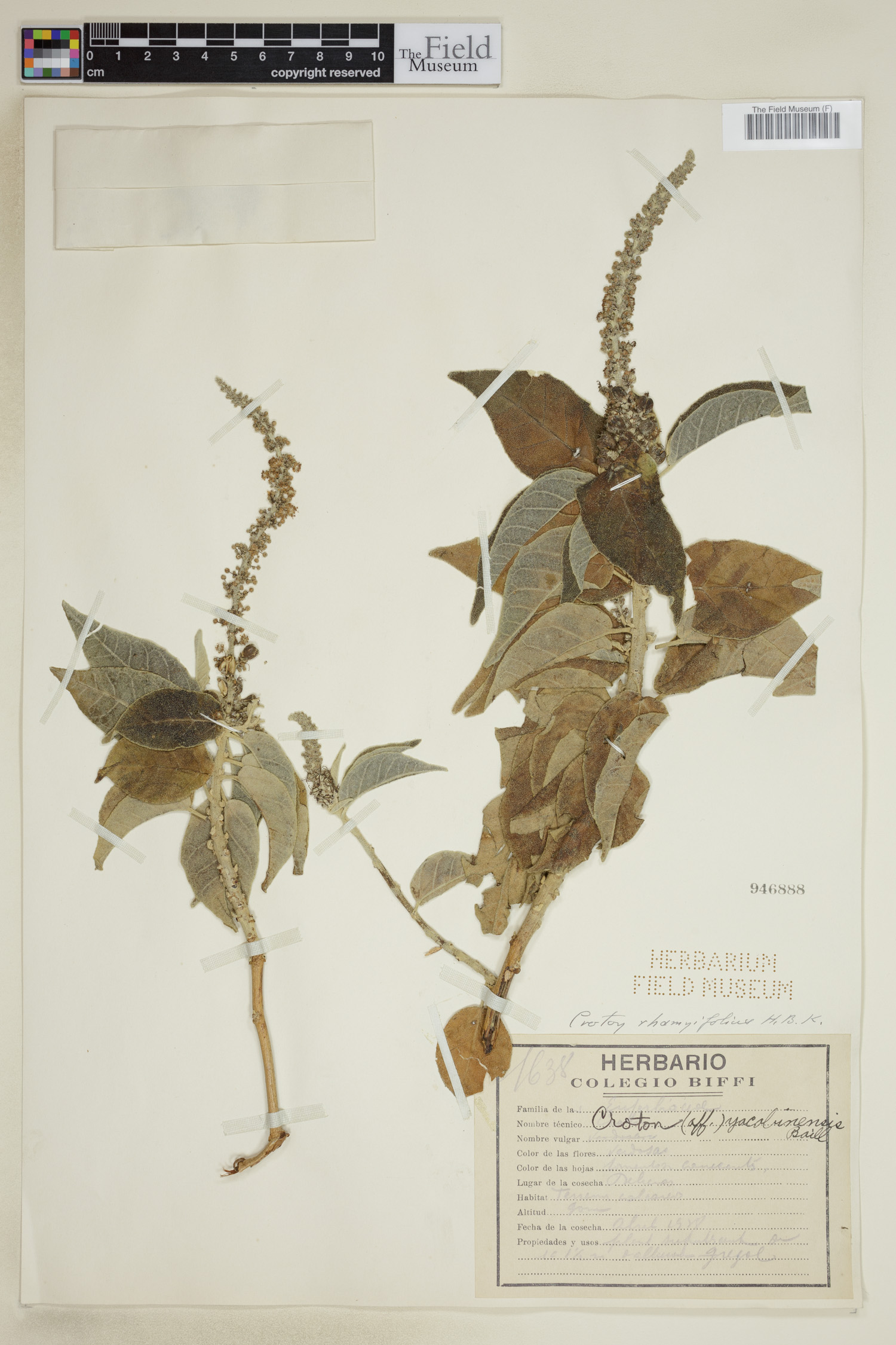 Croton rhamnifolius image