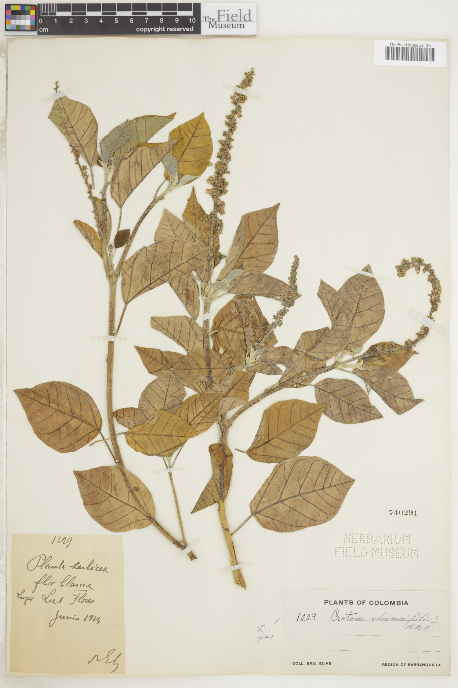 Croton rhamnifolius image