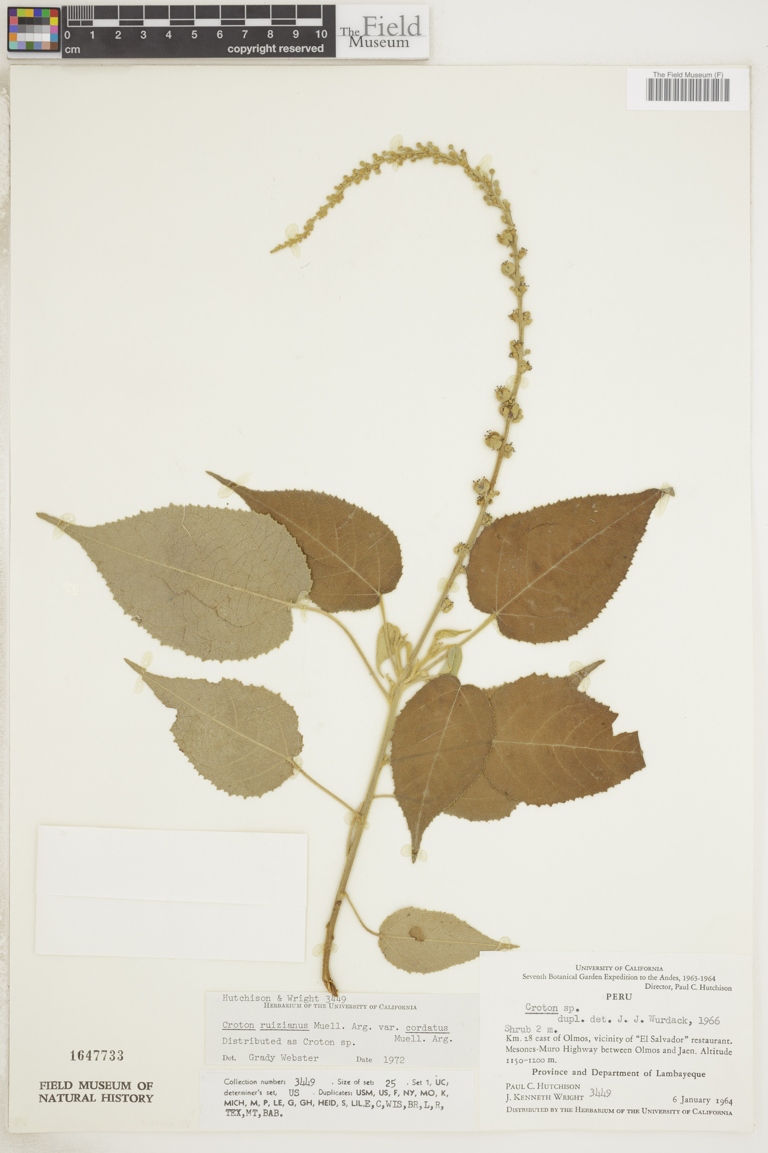 Croton ruizianus image