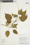 Croton ruizianus image