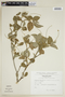 Croton rivinifolius image