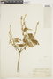Croton sarcopetalus image