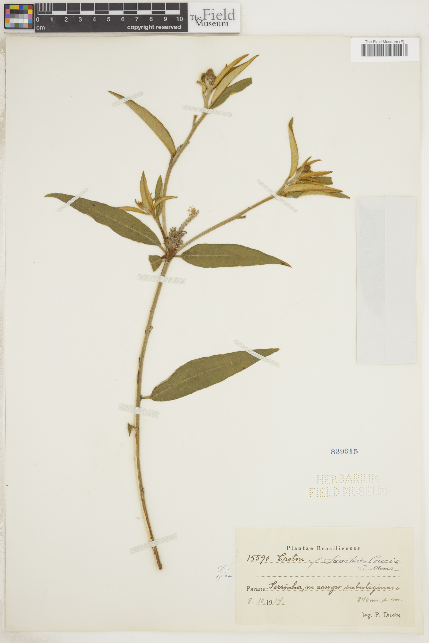 Croton sanctae-crucis image