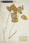 Croton scaber image