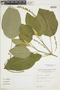 Croton scouleri image