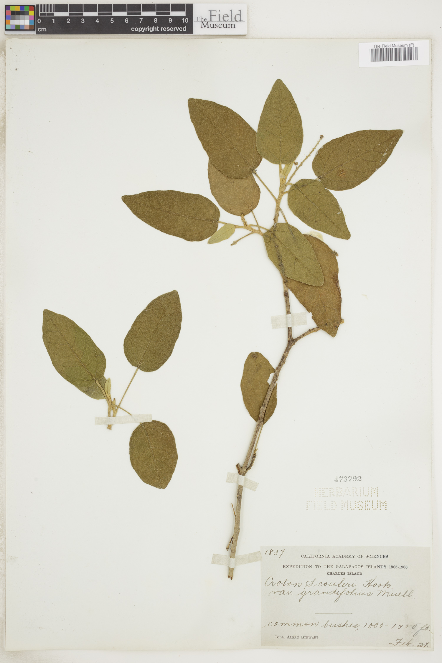 Croton scouleri var. grandifolius image