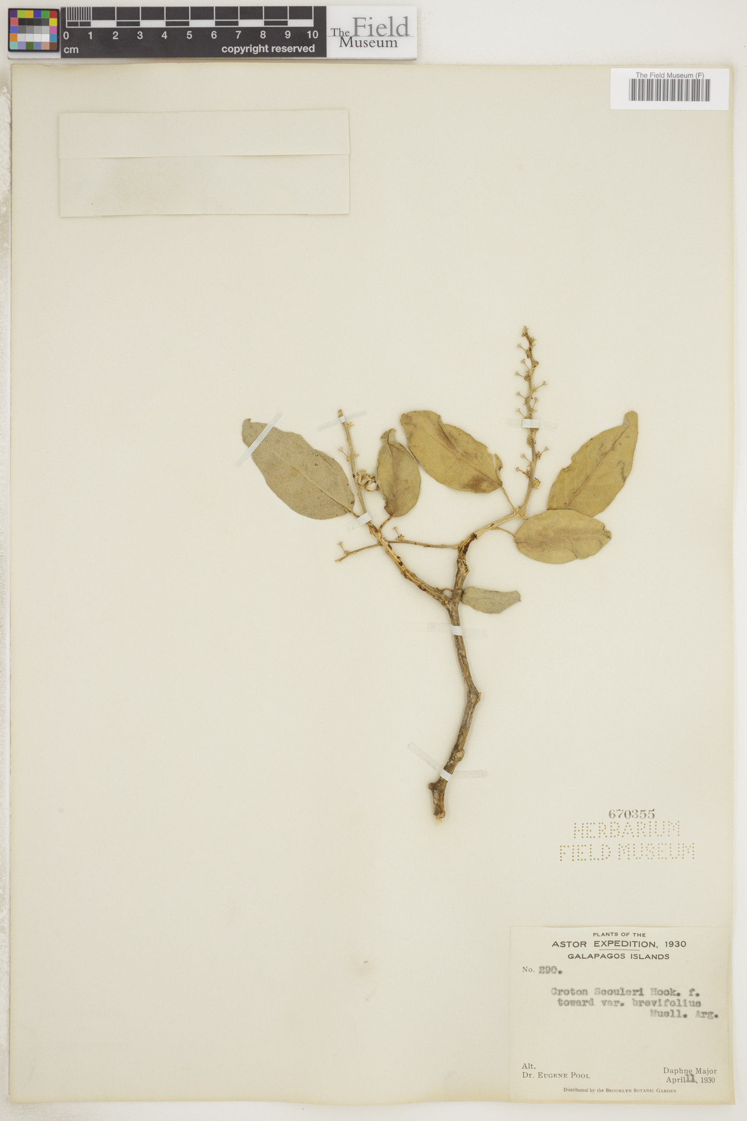 Croton scouleri var. brevifolius image