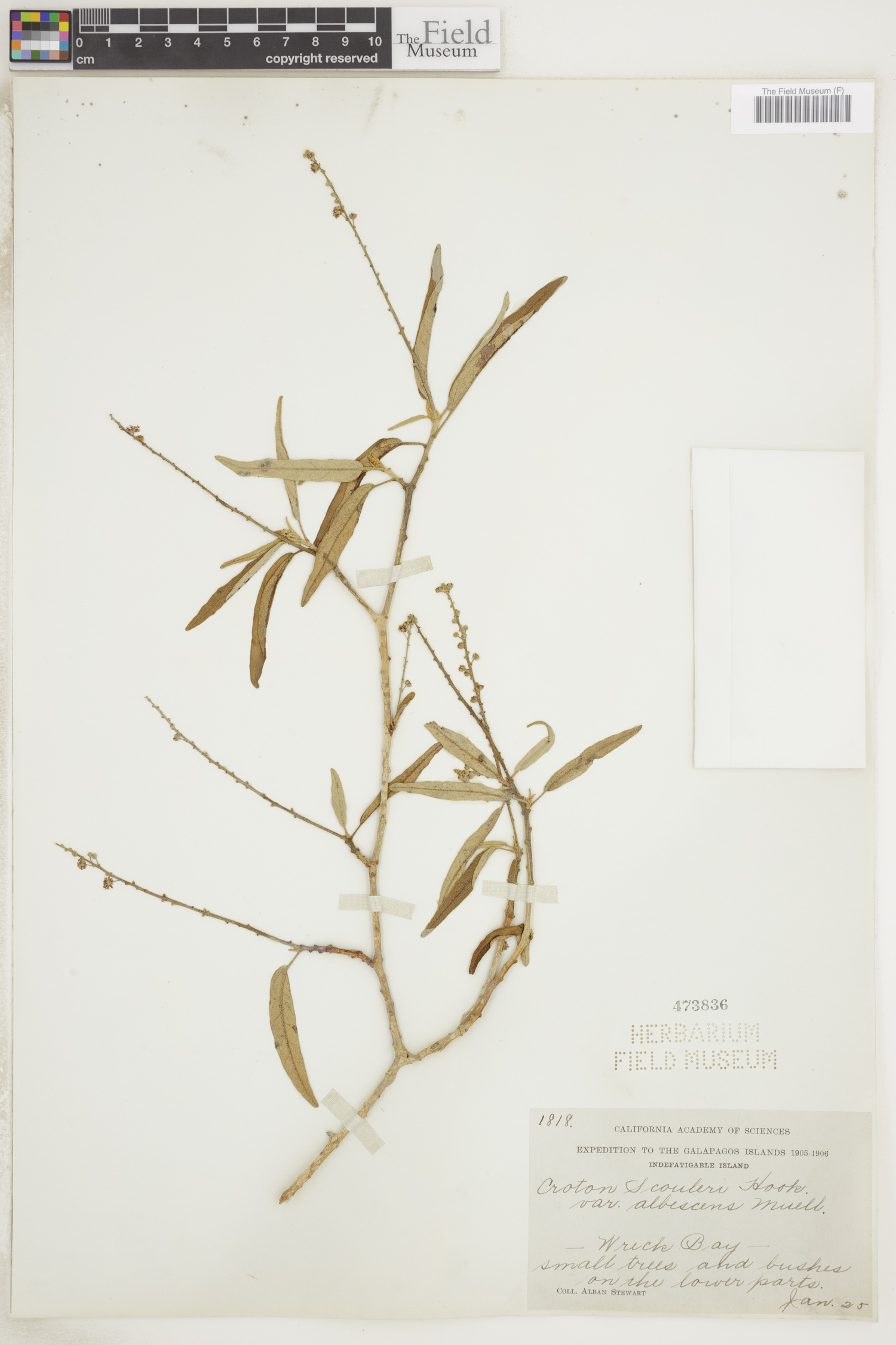 Croton scouleri var. scouleri image