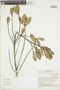 Croton scutatus image