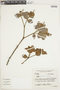 Croton schultesii image