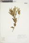 Croton serratifolius image