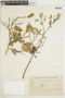 Croton serpyllifolius image