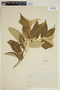 Croton sucrensis image