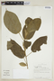 Croton stenosepalus image