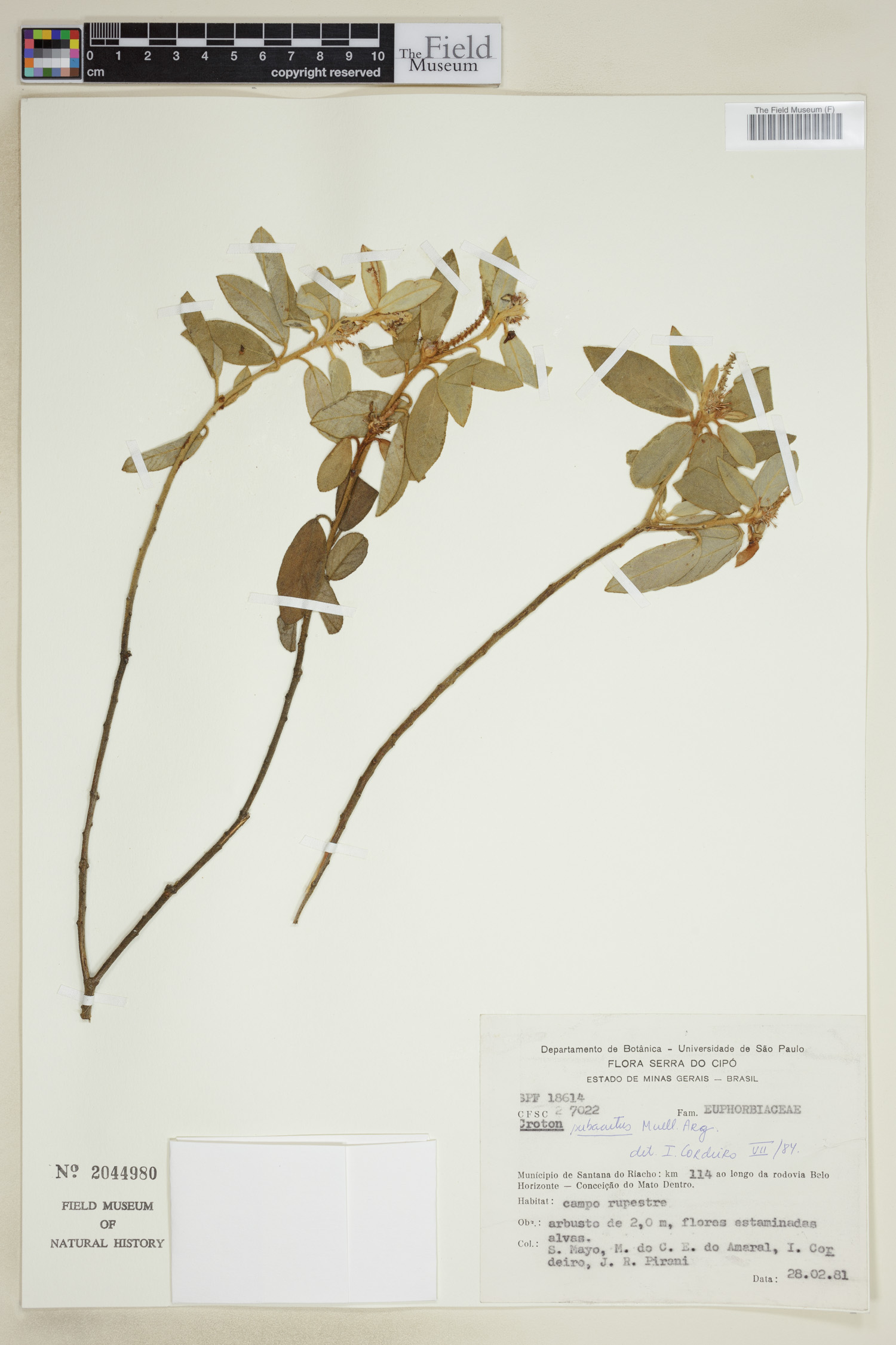 Croton subacutus image