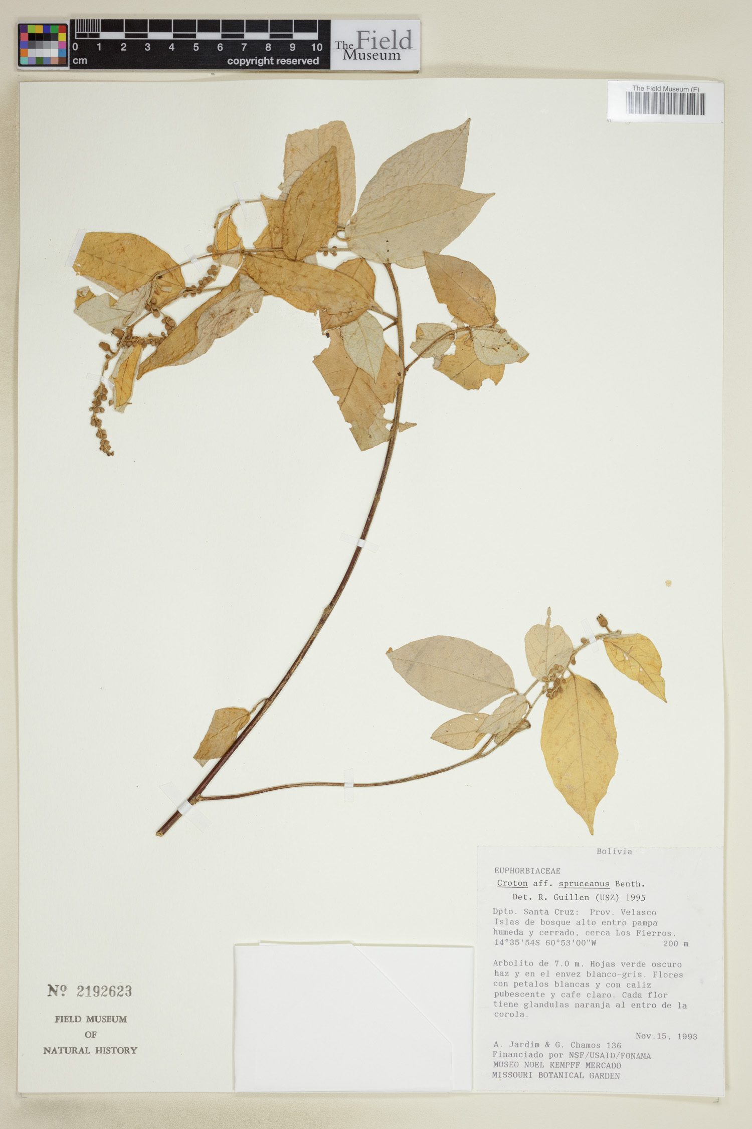 Croton spruceanus image