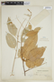 Croton spruceanus image