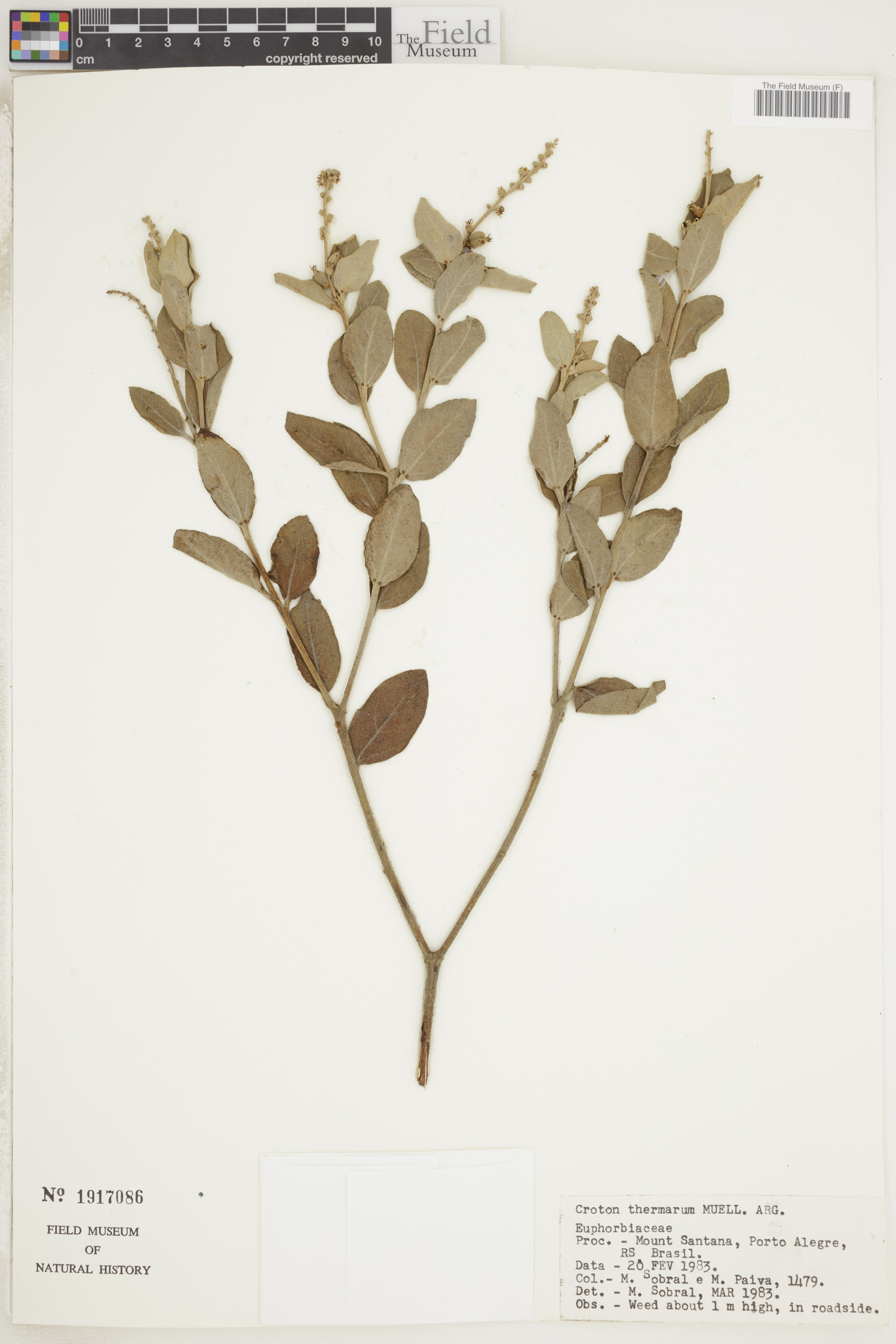 Croton lanatus var. lanatus image
