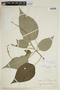 Croton tarapotensis image