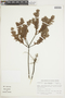 Croton timandroides image