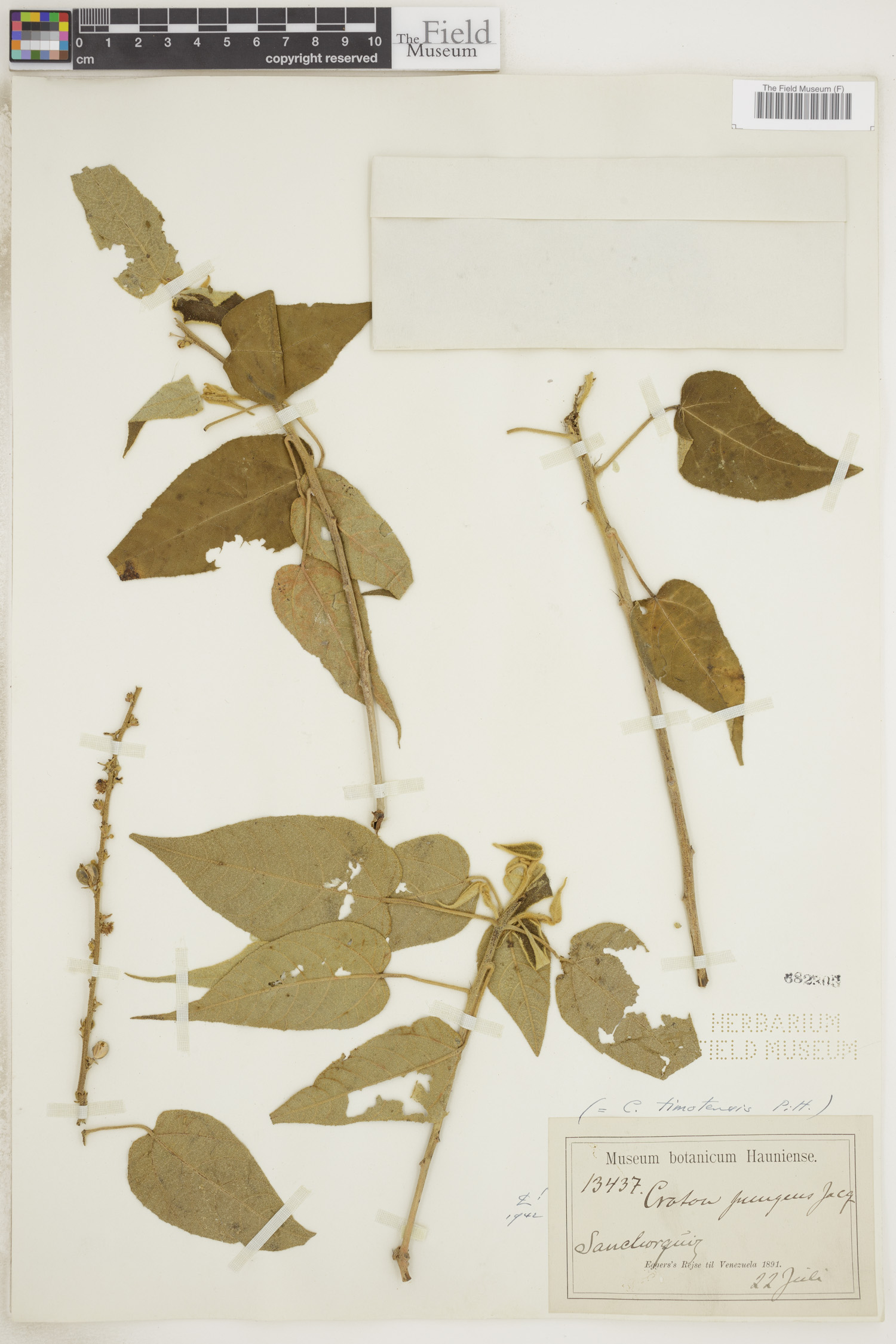Croton timotensis image