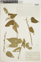 Croton timotensis image