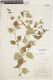 Croton trinitatis image