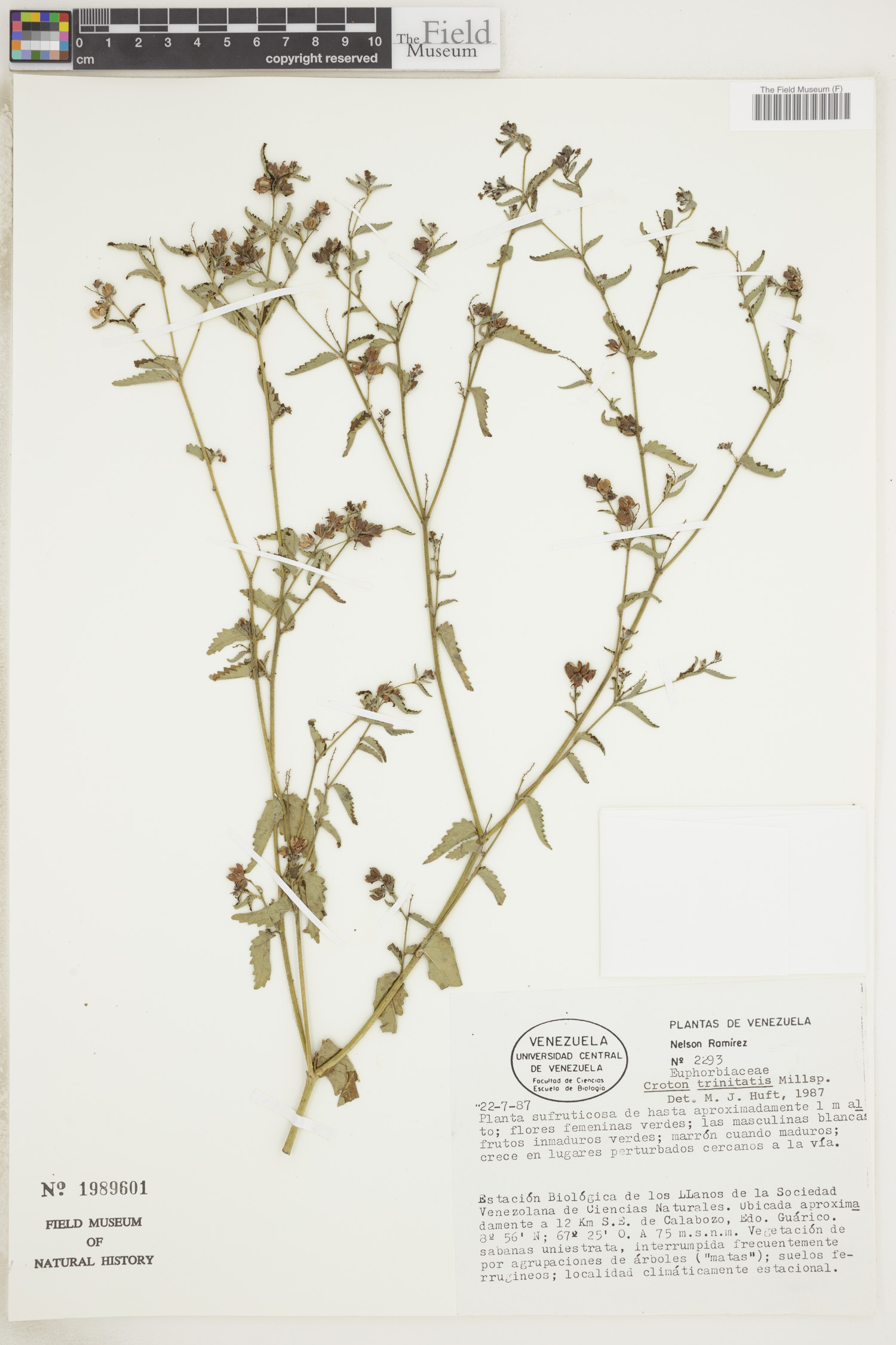 Croton trinitatis image