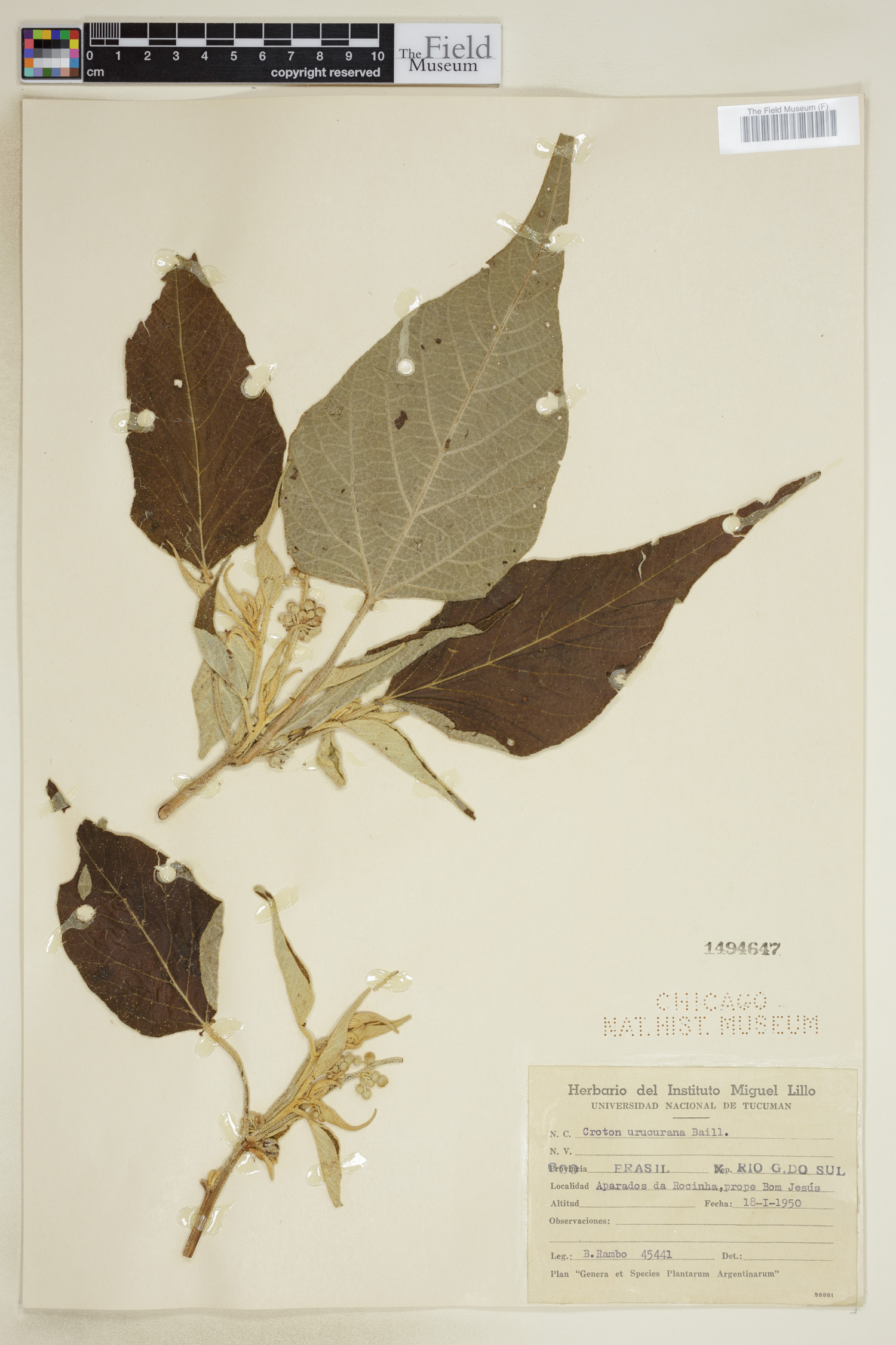 Croton urucurana image