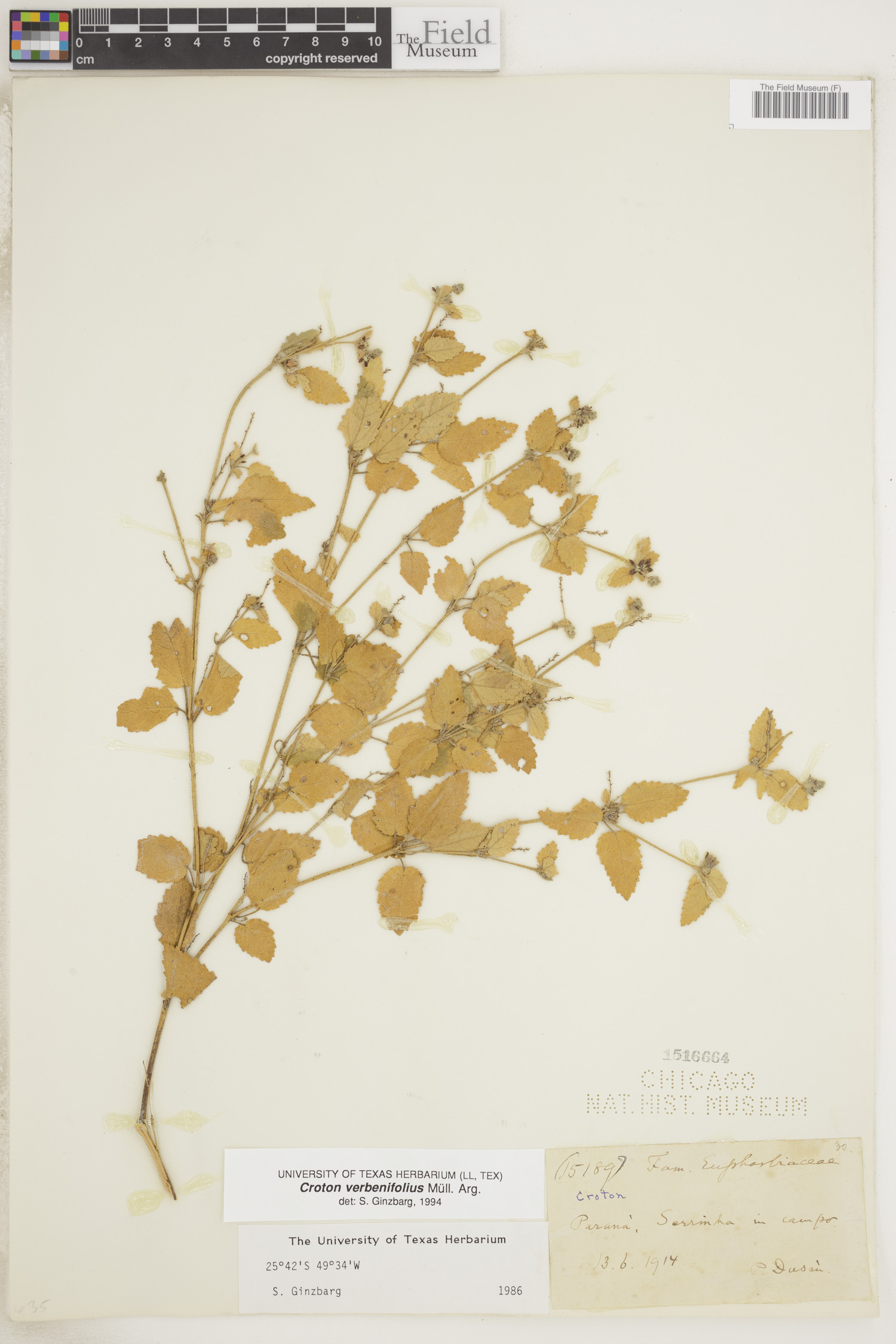 Croton verbenifolius image