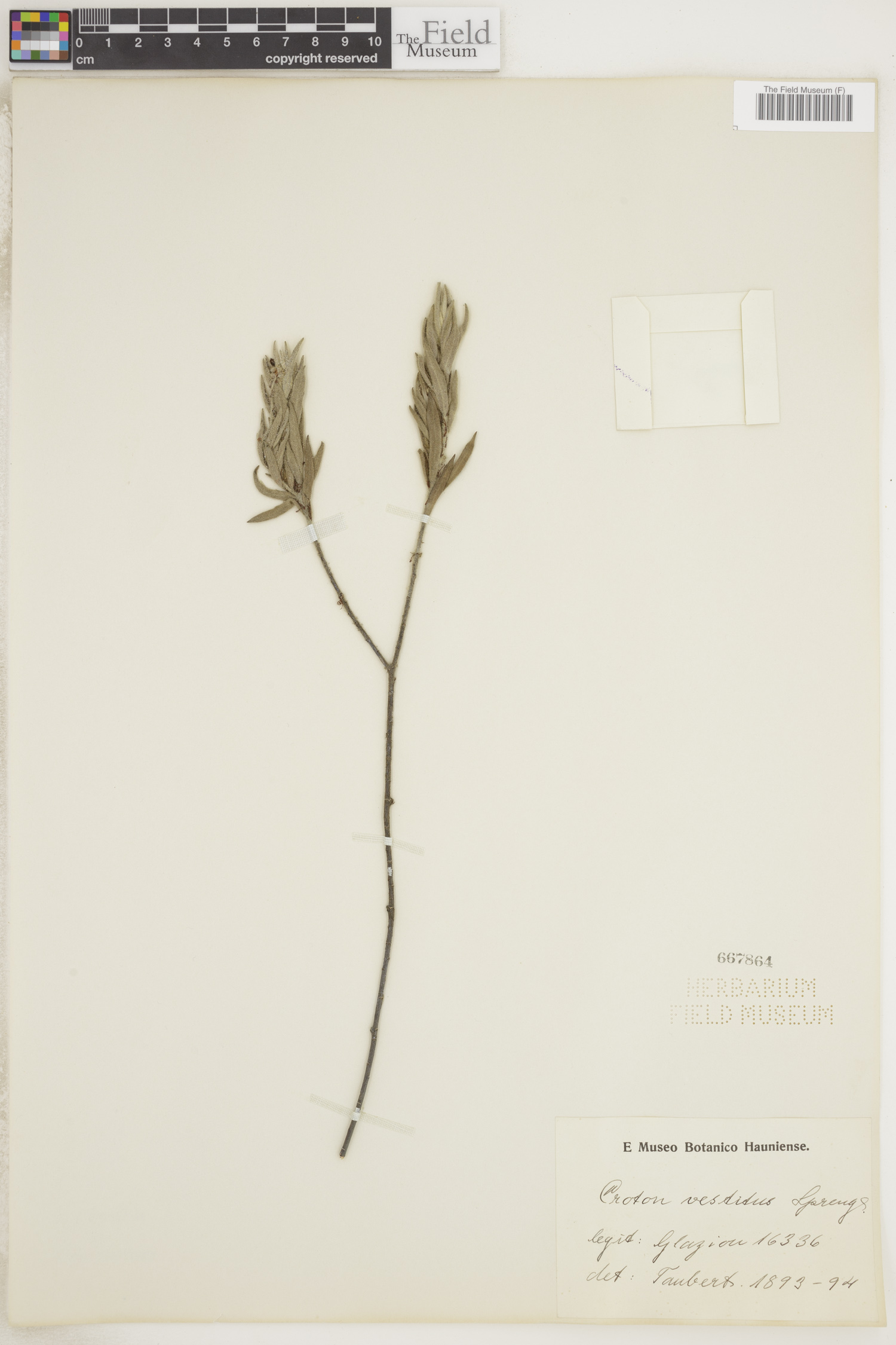 Croton vestitus image