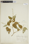 Croton yungensis image