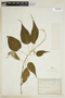 Croton williamsii image