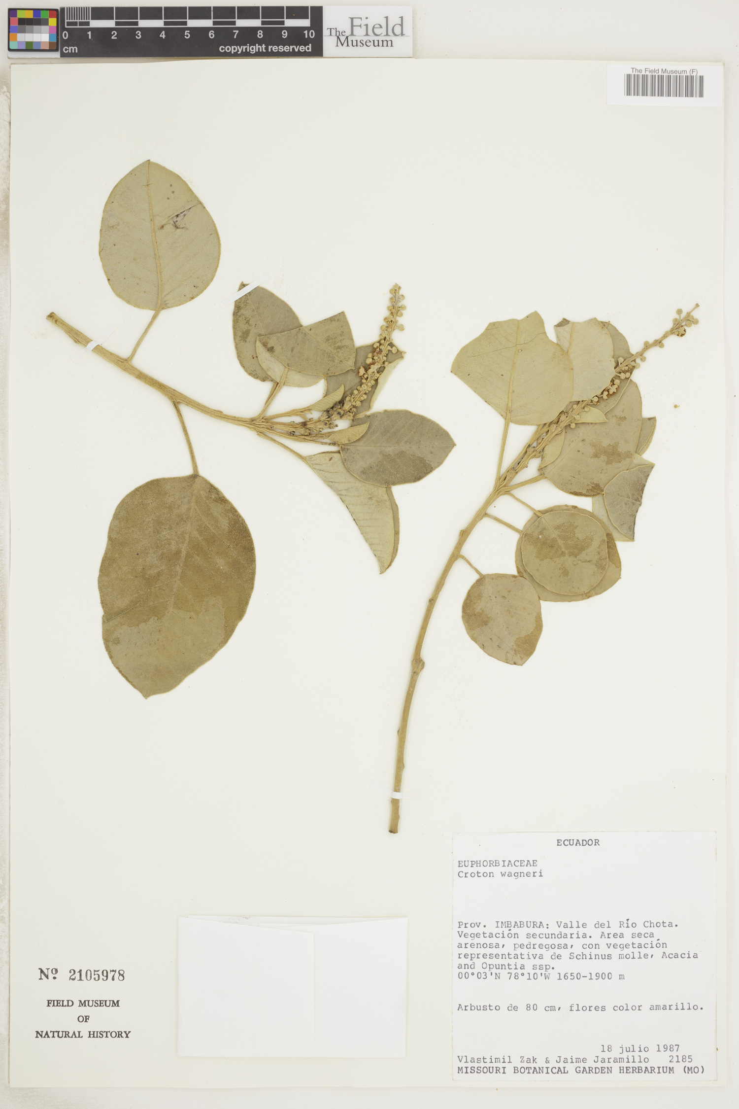 Croton wagneri image