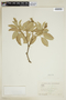 Croton wagneri image