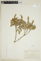 Croton wagneri image