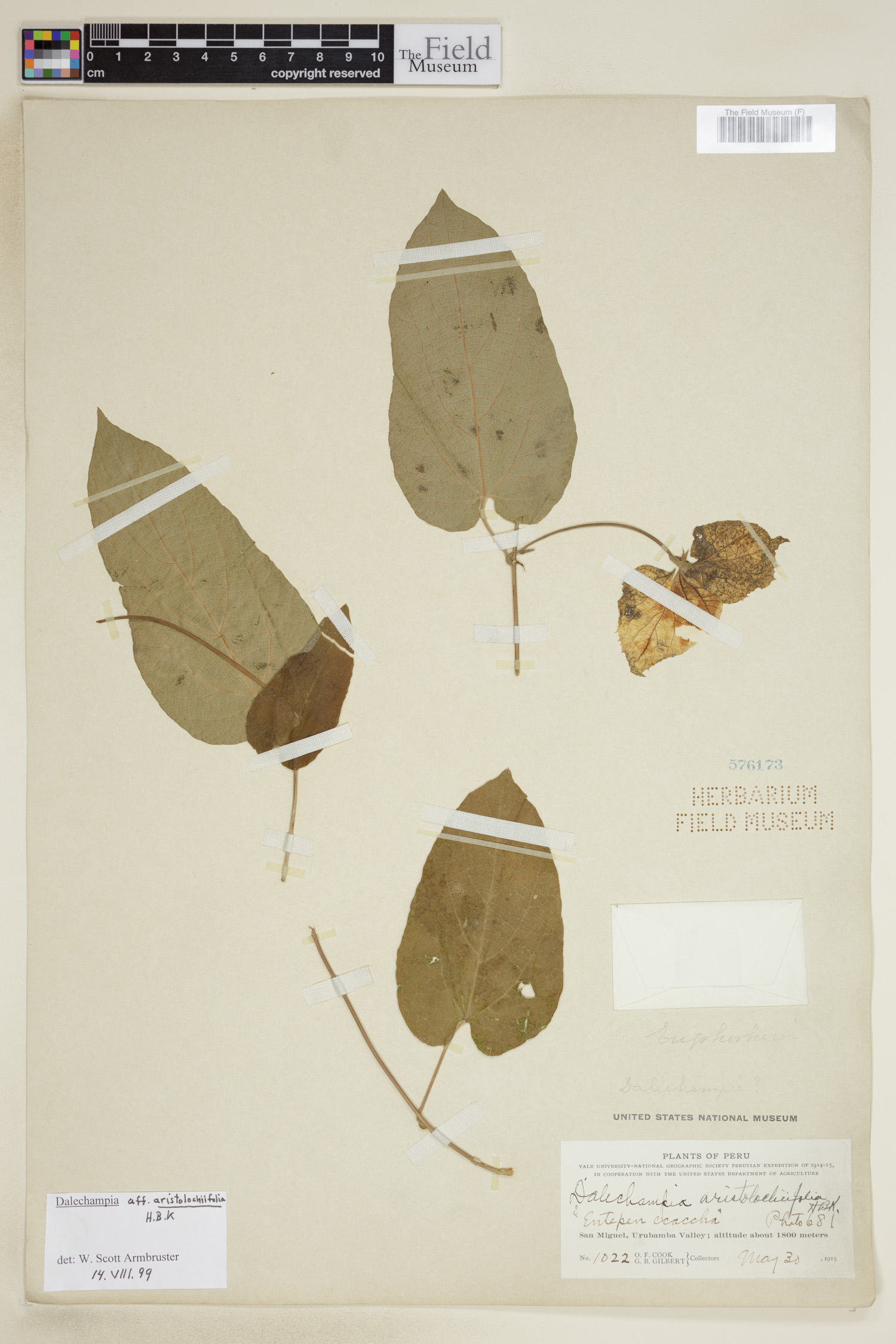 Dalechampia aristolochiifolia image