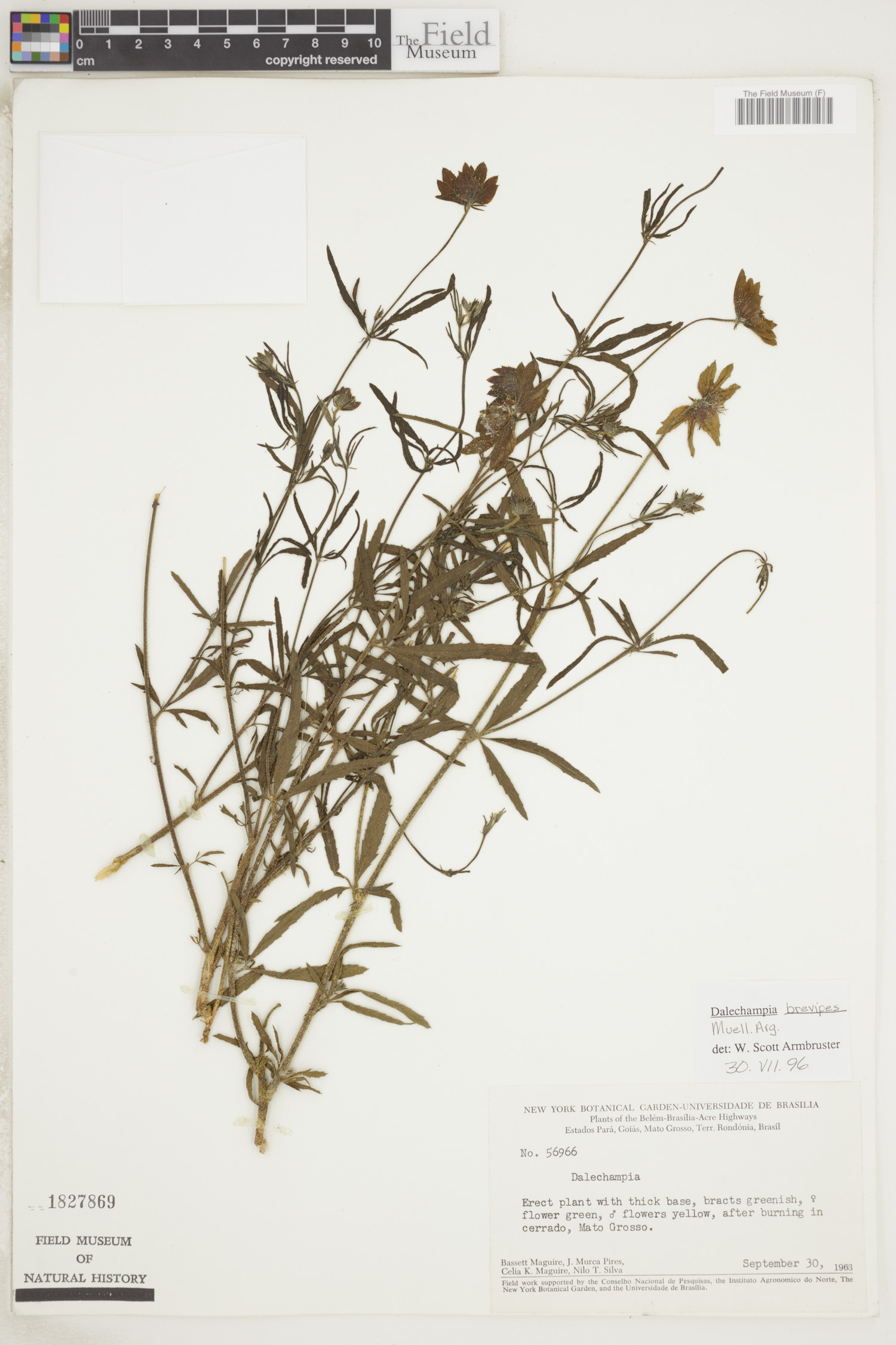 Dalechampia brevipes image