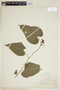 Dalechampia dioscoreifolia image