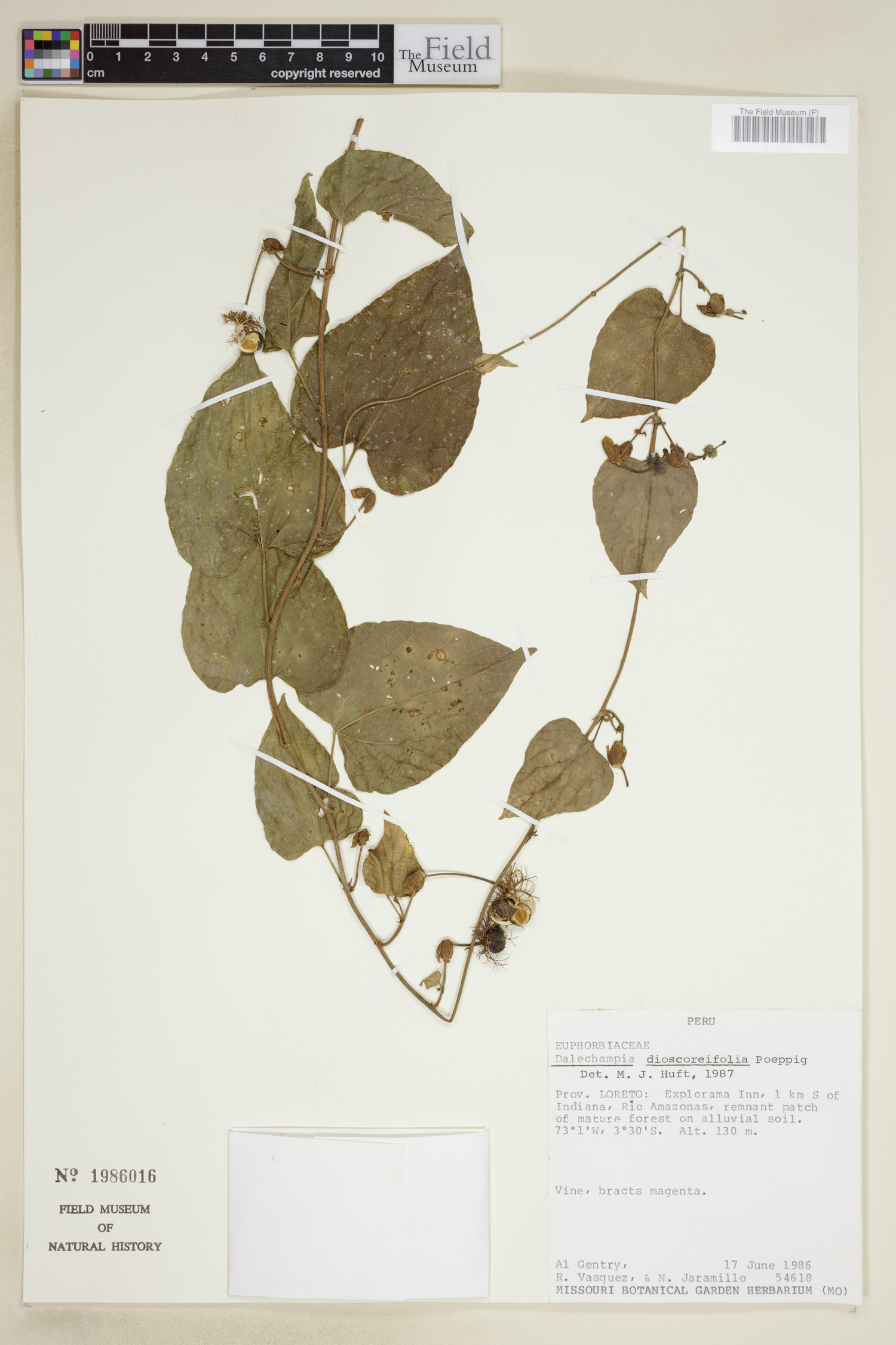 Dalechampia dioscoreifolia image