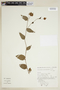 Dalechampia glechomifolia image