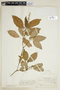 Croton rivinifolius image