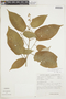 Croton sexmetralis image